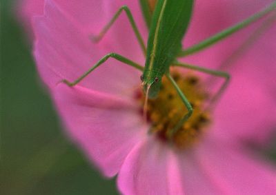 摄影-昆虫与红花之九 春光