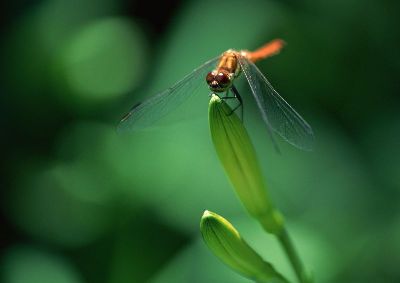 摄影-蜻蜓之六 春光