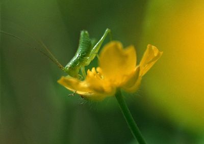 摄影-昆虫与黄花之十一 春光