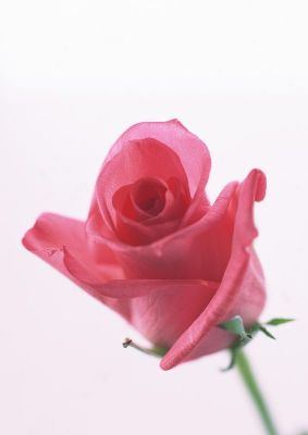 摄影-粉色玫瑰之三 花卉 特写
