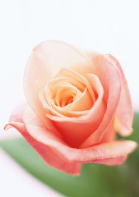 摄影-粉色玫瑰二 花卉 特写