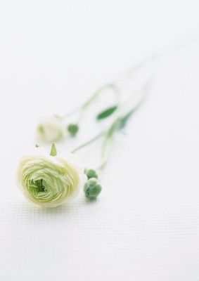 摄影-白色蔷薇 花卉 特写