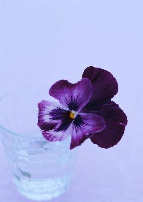 摄影-杯中花之六 花卉 特写