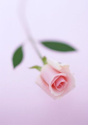 摄影-粉色玫瑰四 花卉 特写
