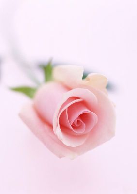 摄影-粉色玫瑰五 花卉 特写