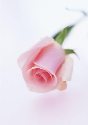 摄影-粉色玫瑰之四 花卉 特写