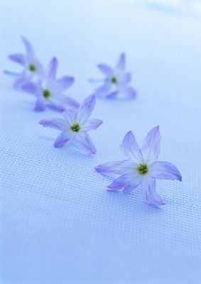 摄影-紫色兰花 花卉 特写