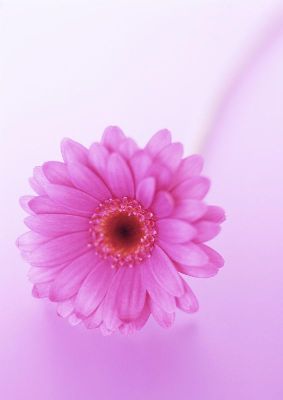 摄影-粉红的菊花 花卉 特写