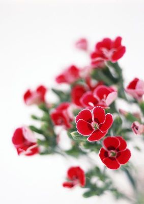 摄影-几只红花 花卉 特写