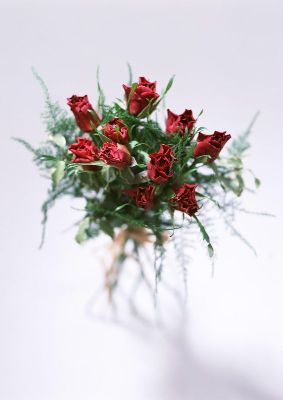 摄影-绿叶红花 花卉 特写