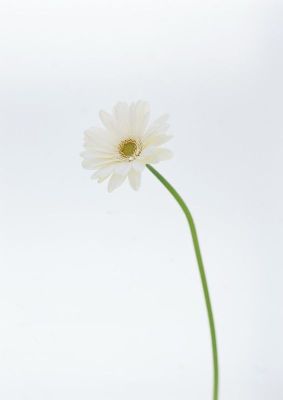 摄影-单菊 花卉 特写