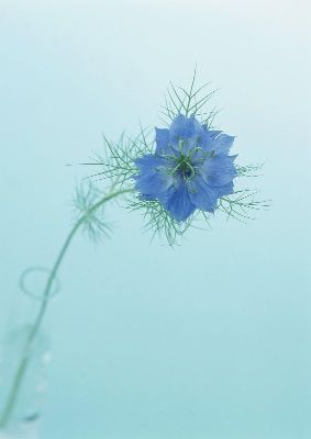 摄影-雪花 花卉 特写