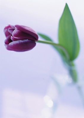 摄影-紫色郁金香 花卉 特写