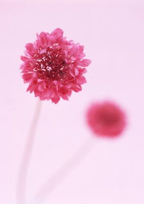摄影-粉色蔷薇 花卉 特写