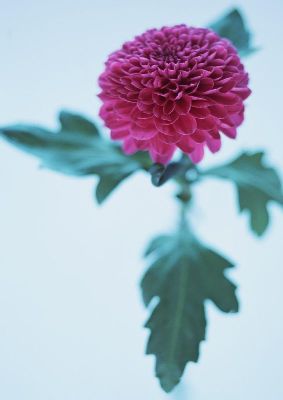 摄影-红色菊花之二 花卉 特写