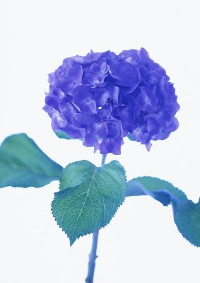 摄影-紫色蔷薇之一 花卉 特写