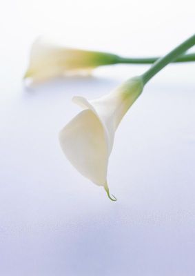 摄影-马蹄兰之五 花卉 特写