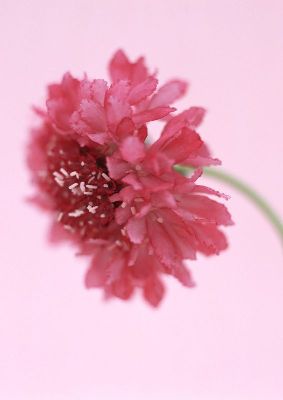 摄影-红花之四 花卉 特写