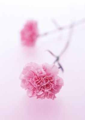 摄影-粉色蔷薇之五 花卉 特写