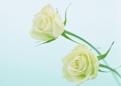 摄影-两支白玫瑰 花卉 特写