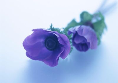 摄影-两支紫色兰花 花卉 特写