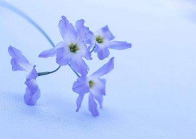 摄影-紫色兰花 花卉 特写