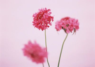 摄影-三支红花 花卉 特写