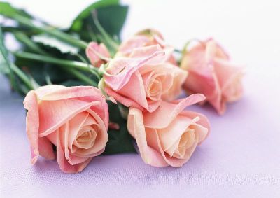 摄影-粉色玫瑰之二 花卉 特写