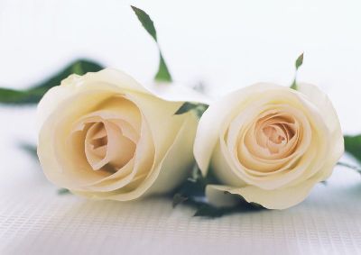摄影-黄色玫瑰之二 花卉 特写