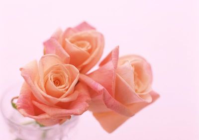 摄影-粉色玫瑰之四 花卉 特写