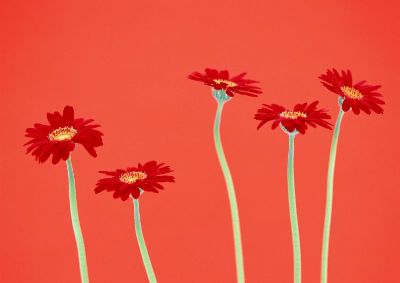 摄影-五朵红花 花卉 特写