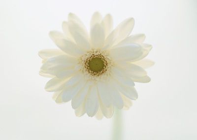 摄影-白菊 花卉 特写