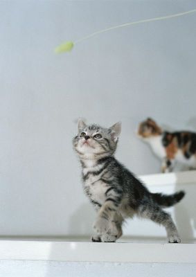 摄影-宠物情缘三 猫类