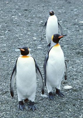 摄影-企鹅三人行 海洋生物