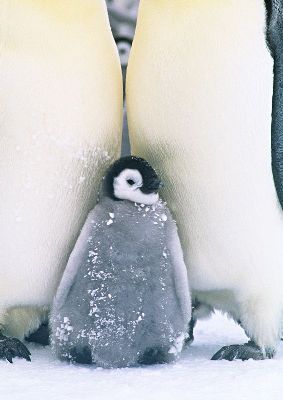 摄影-温馨的企鹅一家 海洋生物