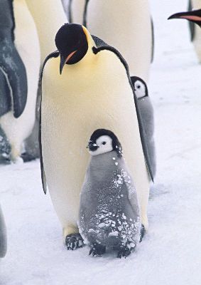 摄影-温馨的企鹅 海洋生物