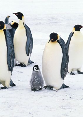 摄影-企鹅父子 海洋生物
