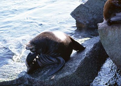 摄影-海豹挠痒 海洋生物