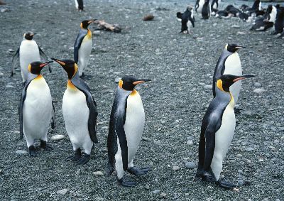 摄影-悠闲的企鹅 海洋生物