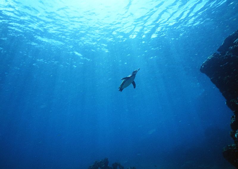 摄影-海底游泳的海豹 海洋生物