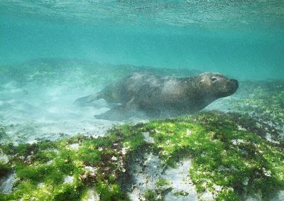 摄影-海底爬行的海豹 海洋生物