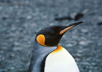 摄影-企鹅侧面照 海洋生物