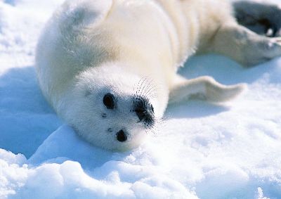 摄影-白海豹打滚 海洋生物