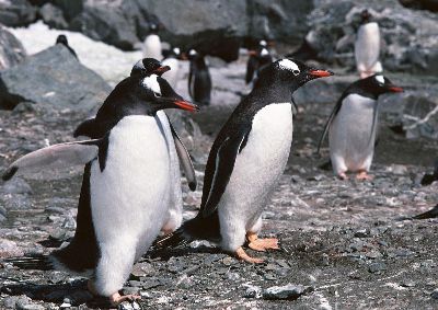 摄影-企鹅展翅 海洋生物