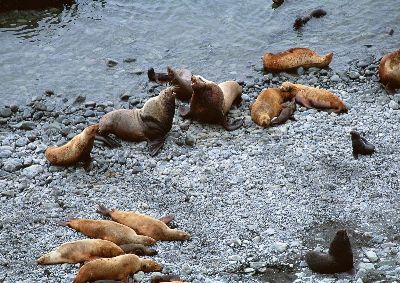 摄影-睡觉的海豹 海洋生物