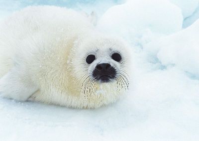 摄影-白海豹囧表情 海洋生物