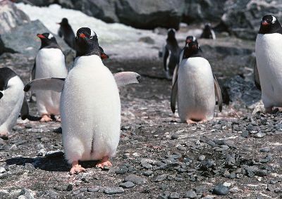 摄影-企鹅眺望 海洋生物