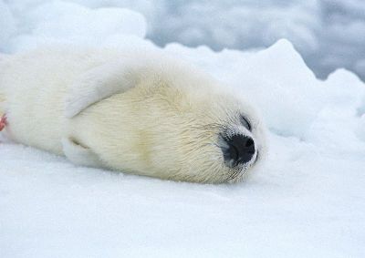 摄影-白海豹做美梦 海洋生物