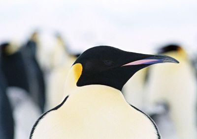 摄影-企鹅之三 海洋生物