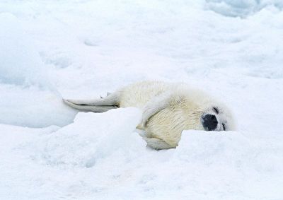 摄影-睡梦中的海豹 海洋生物